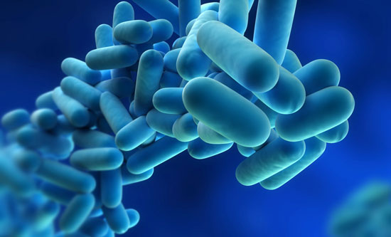 webassets/bacteria.jpg
